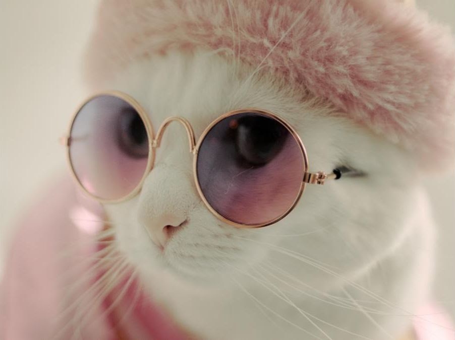 ‘MY PET AND ME’ Premiering on VOD/Digital/Film Movement Plus on&nbsp;6/28