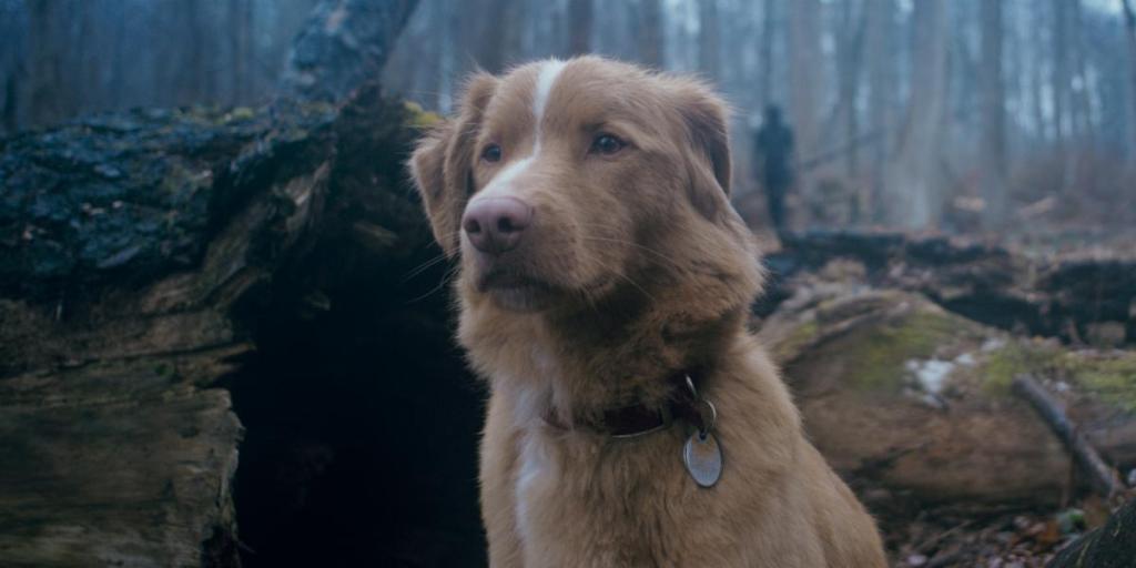 ‘Good Boy’ Review | Dogs Really Are Man’s Best&nbsp;Friend