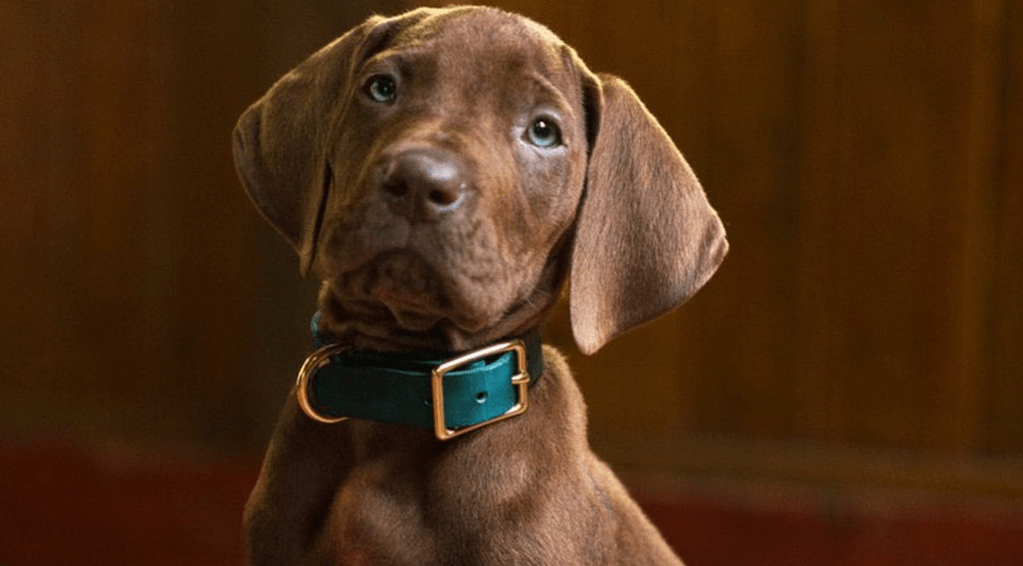 Real Life Scoob Revealed for ‘Scooby Doo:&nbsp;Origins’